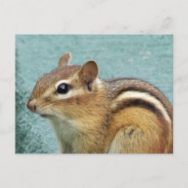 Chipmunk Sluiten Briefkaart