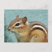 Chipmunk Sluiten Briefkaart (Voorkant)