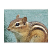 Chipmunk Sluiten