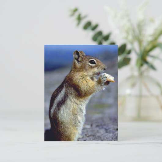 Chipmunk, stand en laag, profiel briefkaart (Staand voorkant)
