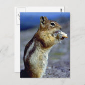 Chipmunk, stand en laag, profiel briefkaart (Voorkant / Achterkant)