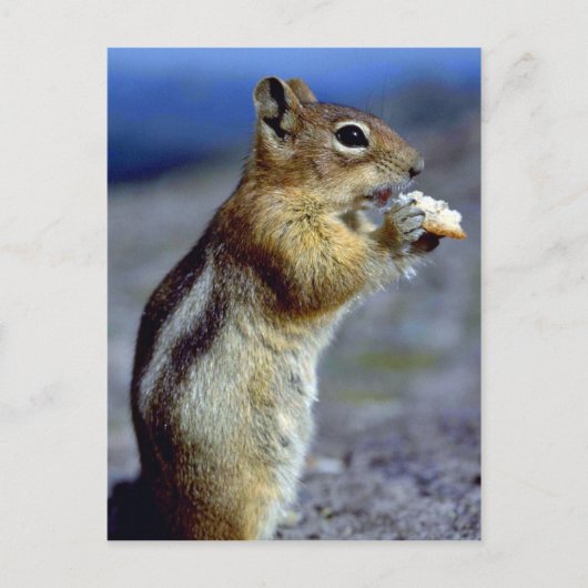 Chipmunk, stand en laag, profiel briefkaart (Voorkant)