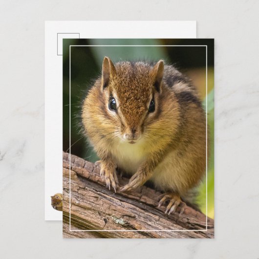 Chipmunk Stare Briefkaart (Voorkant / Achterkant)