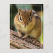 Chipmunk Stare Briefkaart (Voorkant)