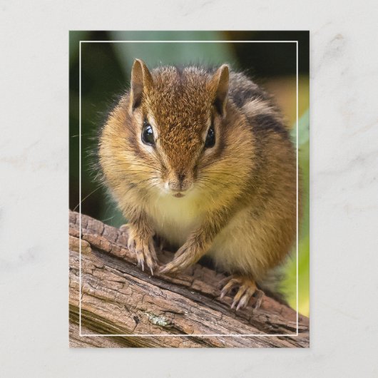 Chipmunk Stare Briefkaart (Voorkant)
