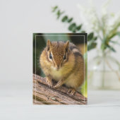 Chipmunk Stare Briefkaart (Staand voorkant)