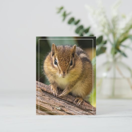 Chipmunk Stare Briefkaart (Staand voorkant)