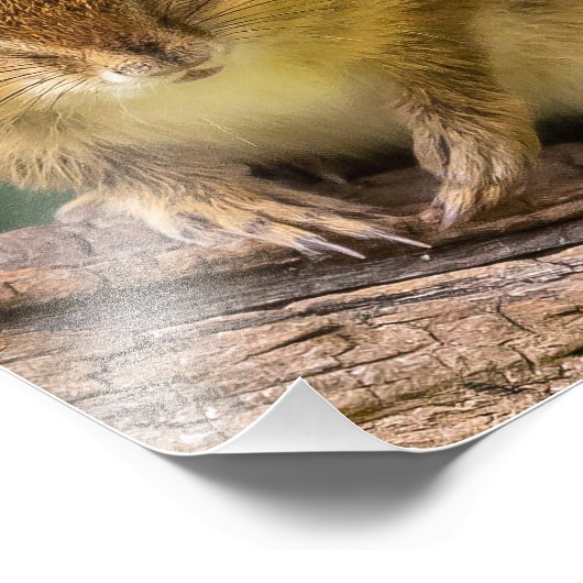 Chipmunk Stare Foto Afdruk (Hoek)
