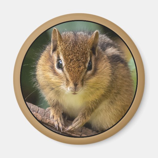 Chipmunk Stare Magneet (Voorkant)