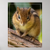 Chipmunk Stare Poster (Voorkant)