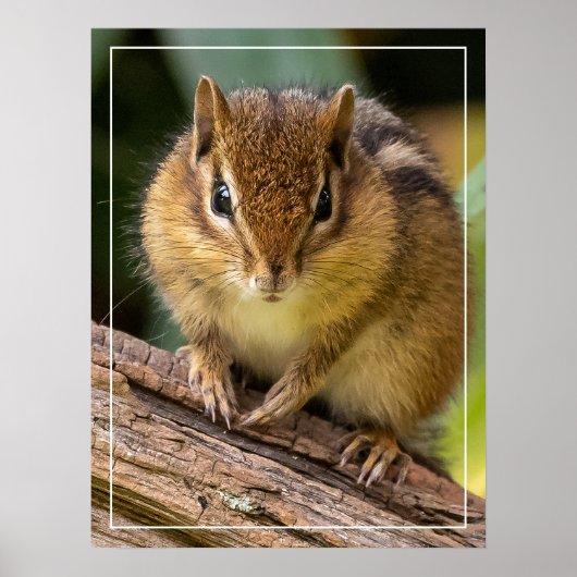 Chipmunk Stare Poster (Voorkant)