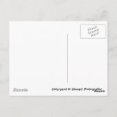 Chipmunk verjaardagsviering briefkaart (Achterkant)