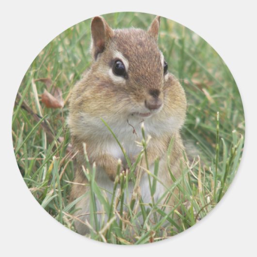 Chipmunk-wangen Ronde Sticker (Voorkant)