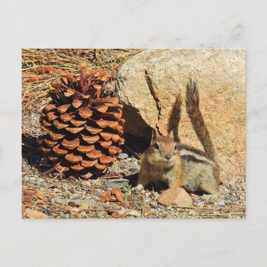 Chipmunk, wilde dieren, wilde briefkaarten (Voorkant)