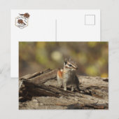 Chipmunk, wilde dieren, wilde briefkaarten (Voorkant / Achterkant)