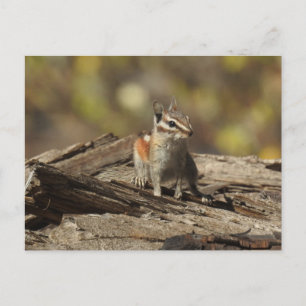 Chipmunk, wilde dieren, wilde briefkaarten