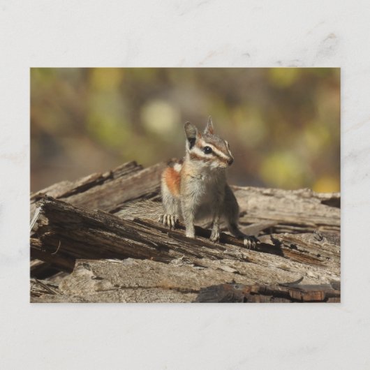 Chipmunk, wilde dieren, wilde briefkaarten (Voorkant)