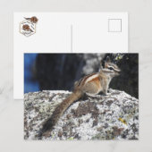 Chipmunk, wilde dieren, wilde briefkaarten (Voorkant / Achterkant)