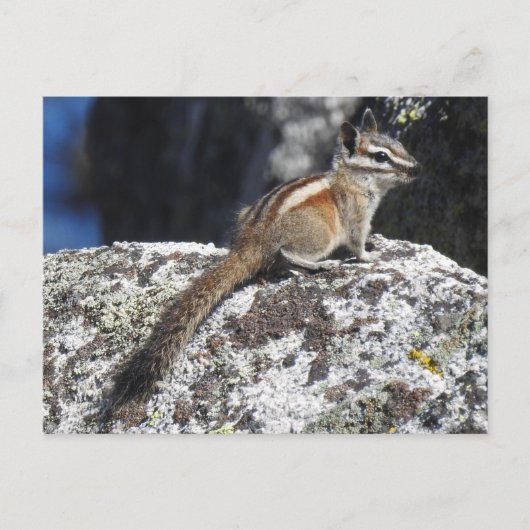 Chipmunk, wilde dieren, wilde briefkaarten (Voorkant)