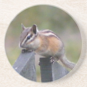Chipmunk Zandsteen Onderzetter