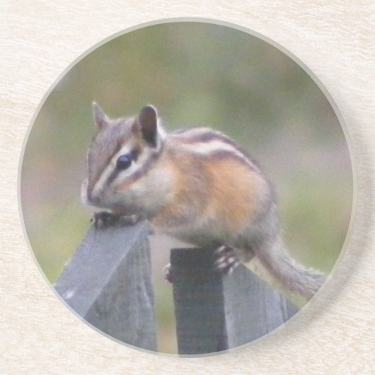 Chipmunk Zandsteen Onderzetter (Voorkant)