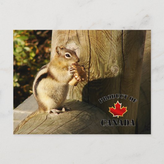 Chipmunketende paddenstoelen briefkaart (Voorkant)