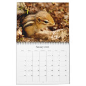 Chipmunks. Een superstootreerwandkalender Kalender (Jan 2026)