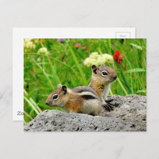 Chipmunks en wilde bloemen briefkaart (Voorkant / Achterkant)