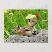 Chipmunks en wilde bloemen briefkaart (Voorkant)