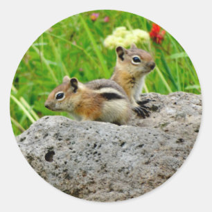 Chipmunks en wilde bloemen ronde sticker