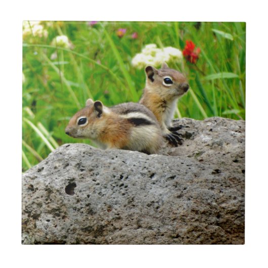 Chipmunks en wilde bloemen tegeltje (Voorkant)