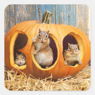 Chipmunks Inside Boo Jack-o-Lantern Vierkante Sticker
