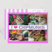 Chipmunks pohto briefkaart (Voorkant / Achterkant)