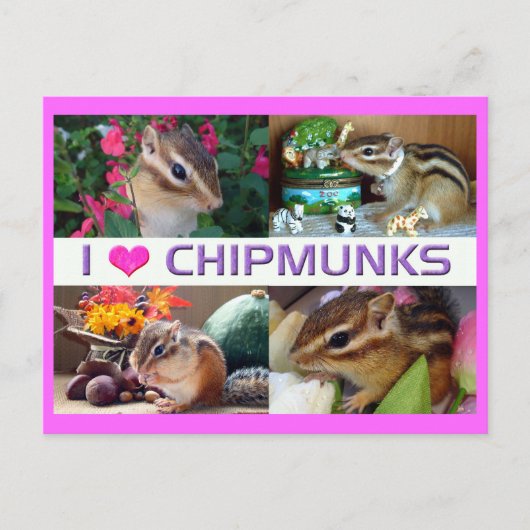 Chipmunks pohto briefkaart (Voorkant)