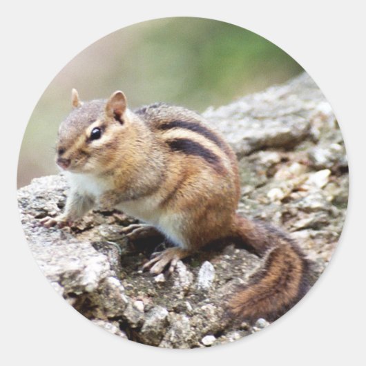 ChipmunkStickers Ronde Sticker (Voorkant)