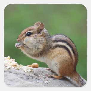 Chipmuntaat Vierkante Sticker