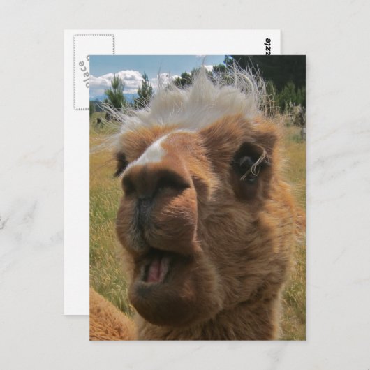 Chipper Alpaca Briefkaart (Voorkant / Achterkant)