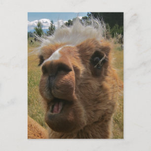 Chipper Alpaca Briefkaart