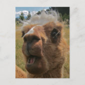 Chipper Alpaca Briefkaart (Voorkant)