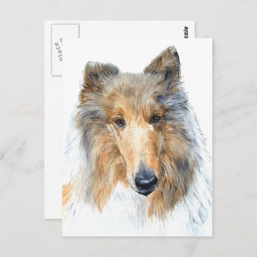 Chipper the Collie Briefkaart (Voorkant / Achterkant)