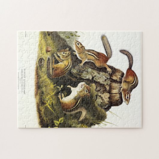 Chipping Eekhoorn ( Eastern Chipmunk ) van Audubon Legpuzzel (Horizontaal)