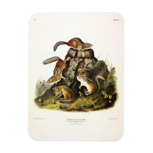 Chipping Eekhoorn ( Eastern Chipmunk ) van Audubon Magneet (Verticaal)