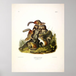 Chipping Eekhoorn ( Eastern Chipmunk ) van Audubon Poster