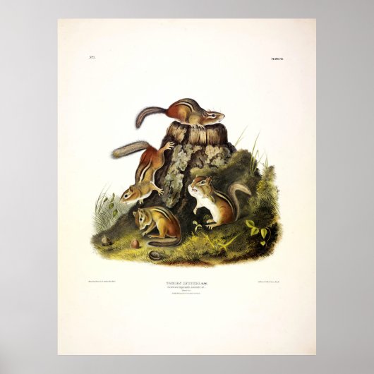 Chipping Eekhoorn ( Eastern Chipmunk ) van Audubon Poster (Voorkant)