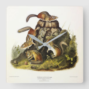 Chipping Eekhoorn ( Eastern Chipmunk ) van Audubon Vierkante Klok