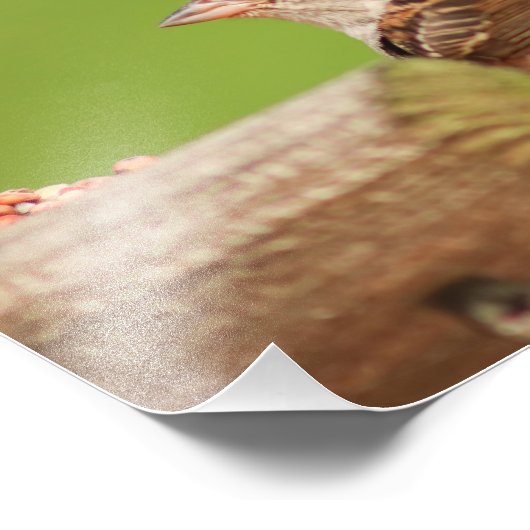 Chipping Sparrow bij Bird Feeder Foto Afdruk (Hoek)