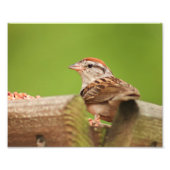 Chipping Sparrow bij Bird Feeder Foto Afdruk (Voorkant)