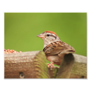 Chipping Sparrow bij Bird Feeder Foto Afdruk