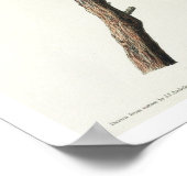 Chipping Sparrow by Audubon Poster (Hoek)