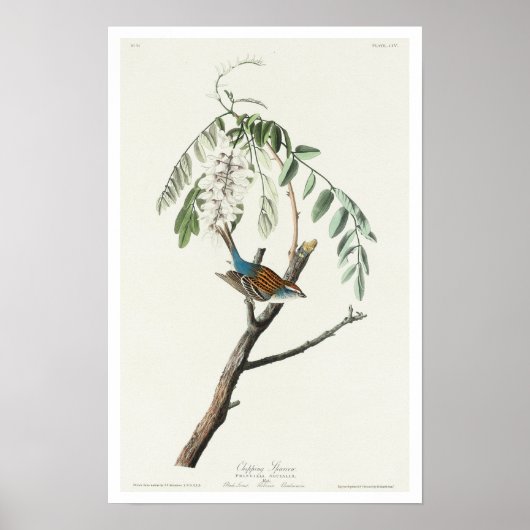 Chipping Sparrow by Audubon Poster (Voorkant)